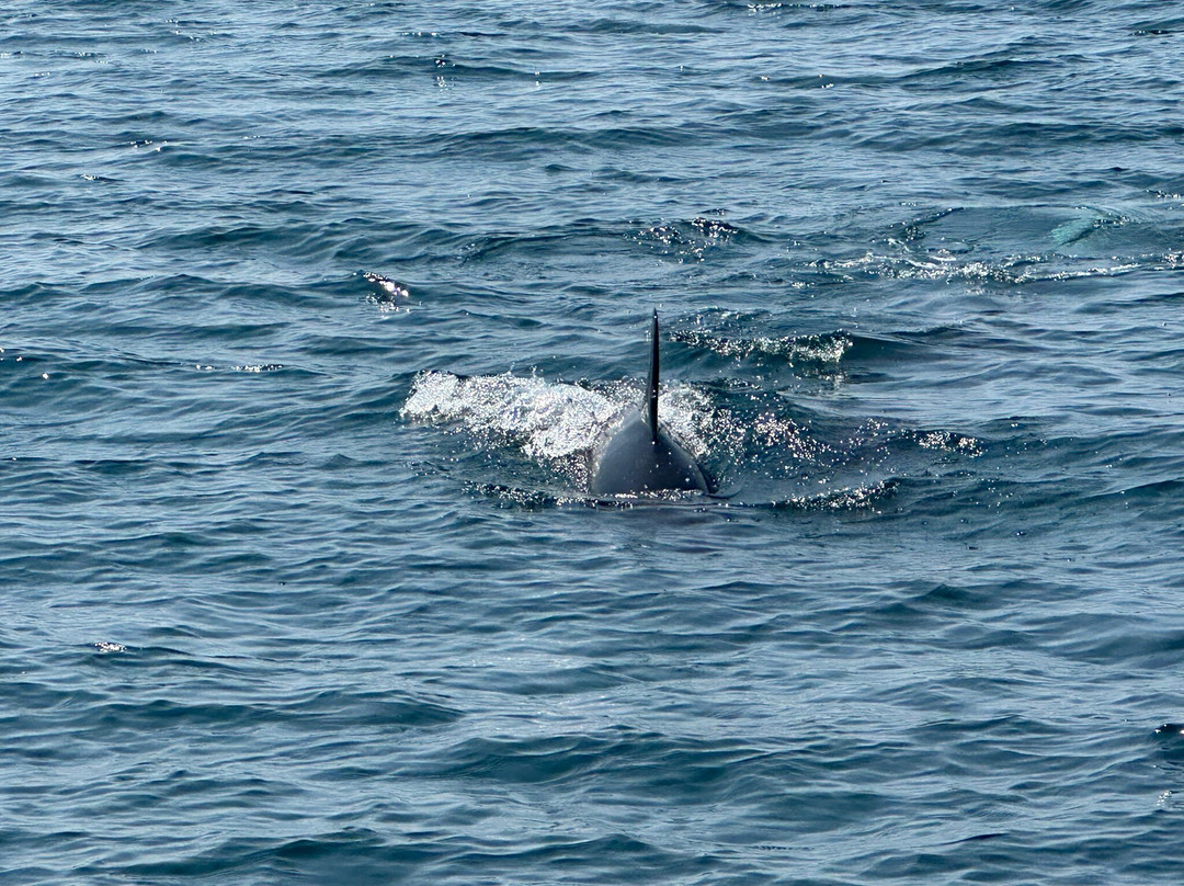 Petit Pasage Whale Watch-East Ferry必去景点