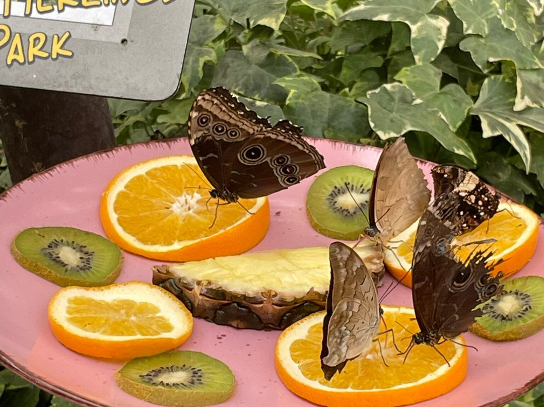 Schmetterlingspark Fehmarn-Burg auf Fehmarn必去景点