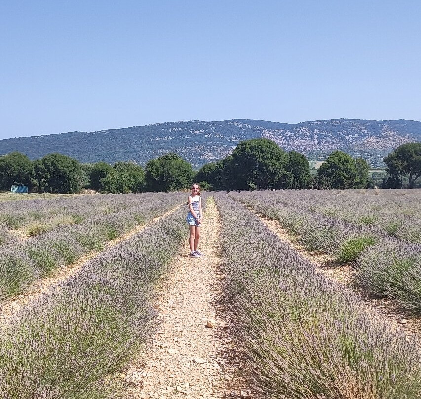 Maison de la Lavande - Domaine Lavandaïs-Saint-Remeze必去景点