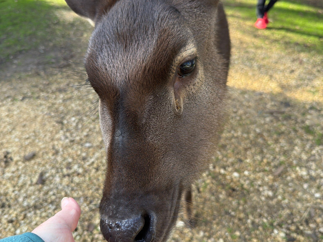 Warrnambool Wildlife Encounters-瓦南布尔必去景点