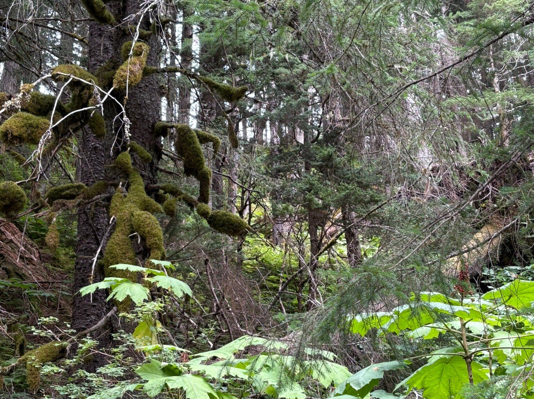 Virgin Creek Falls Trail-戈德伍德必去景点