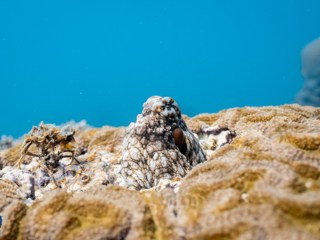Coastal Adventure Tours (wa)-珊瑚湾必去景点
