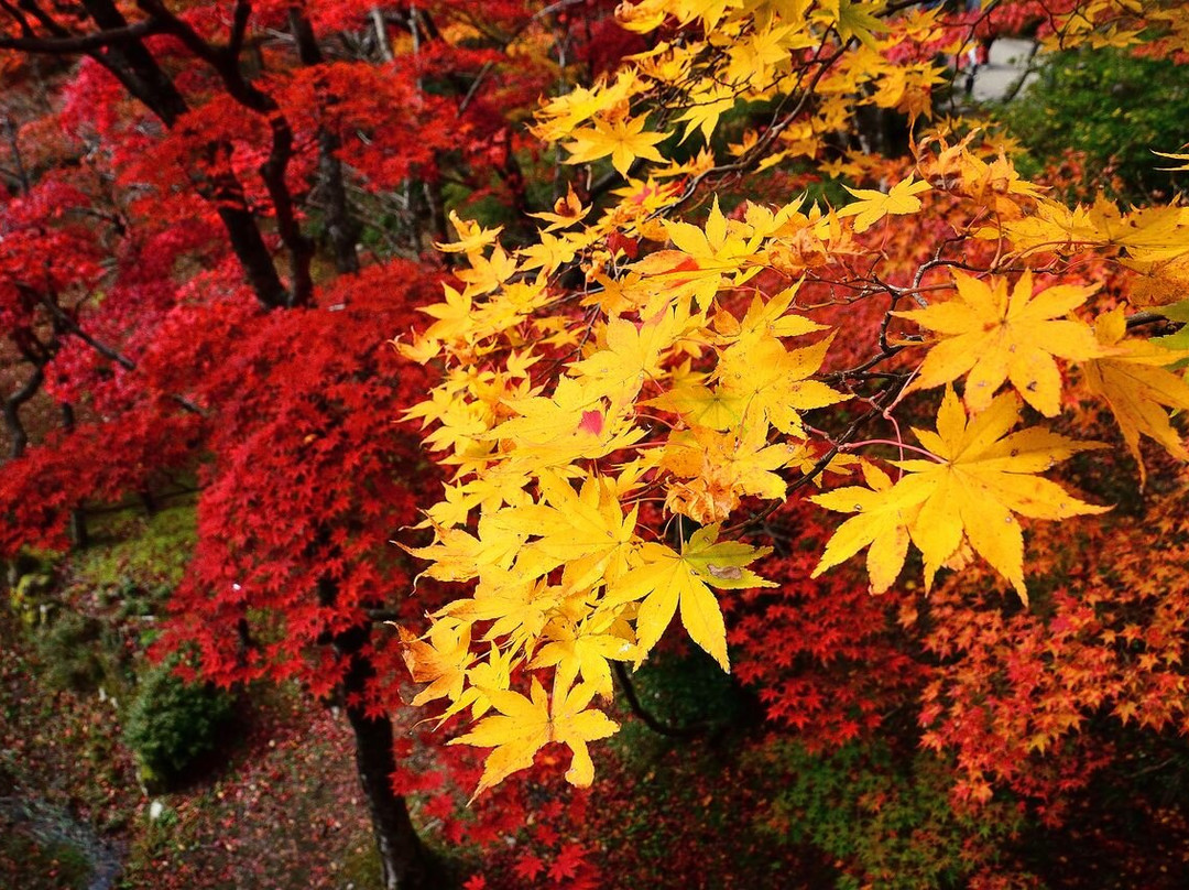 Yahiko Park-弥彦村必去景点
