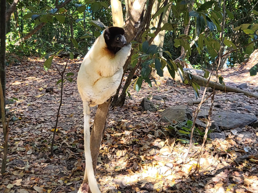 Moramora Escursioni-诺西贝必去景点