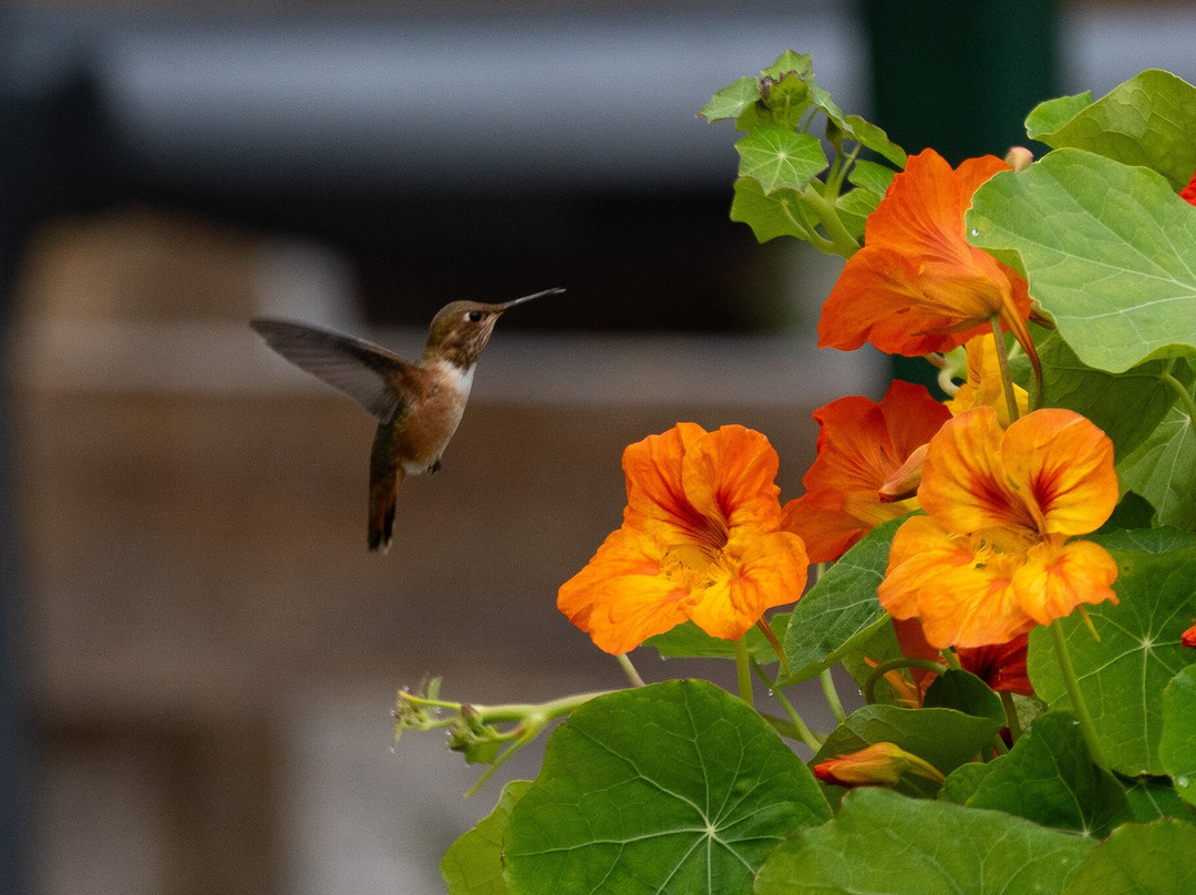 Telegraph Cove Marina & RV Park-Telegraph Cove必去景点