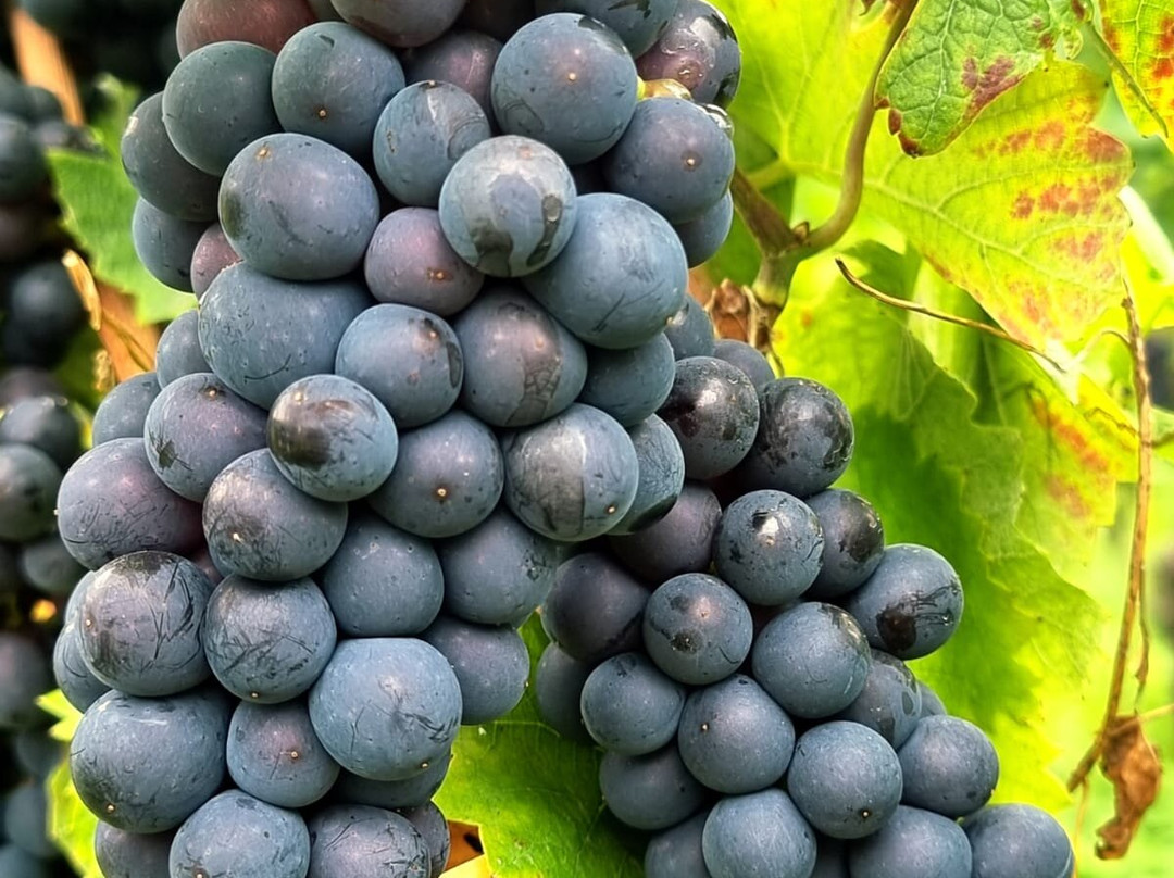 Alde Gott-Sasbachwalden必去景点