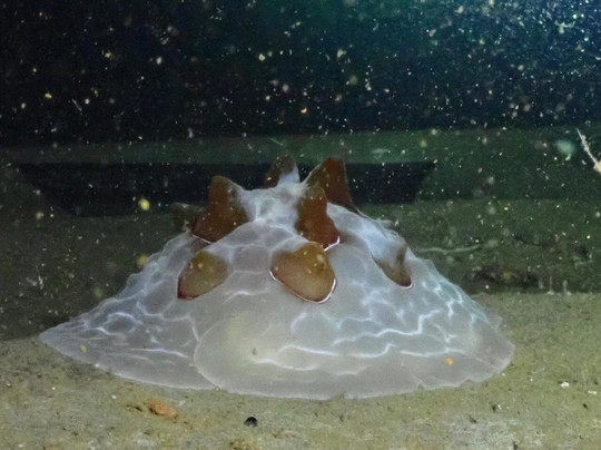 Dive-In Larnaca-拉纳加必去景点