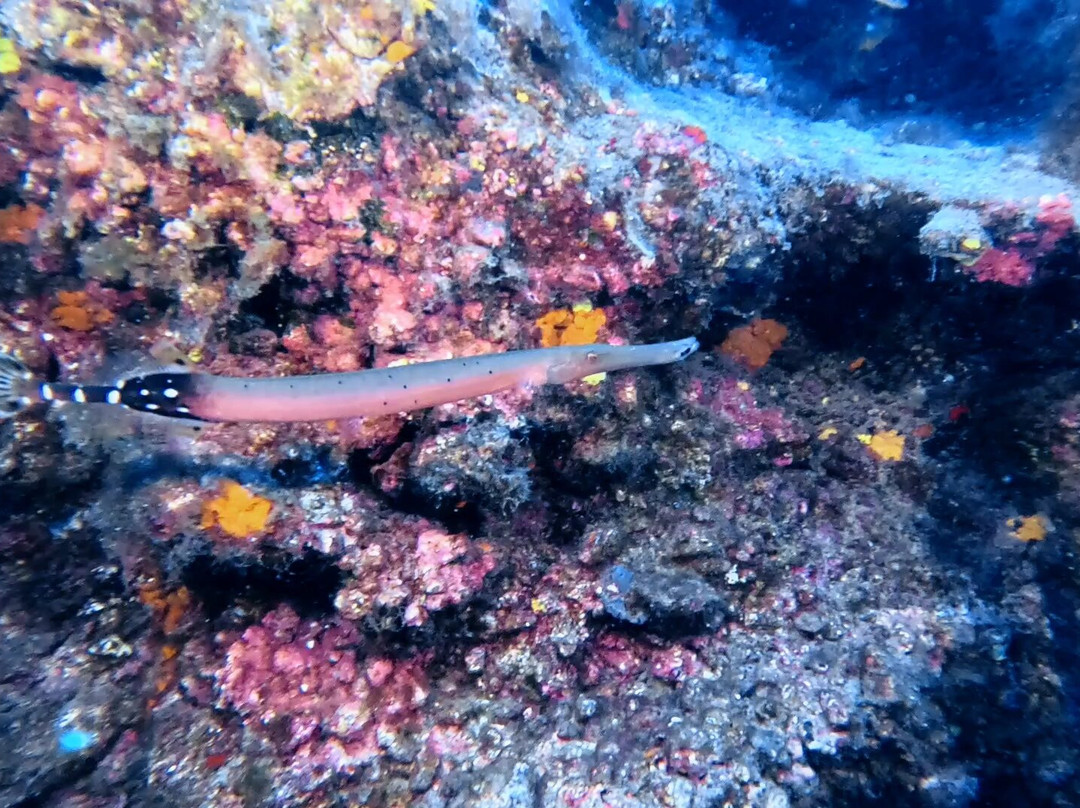 Active Scuba Divers-科斯塔特吉塞必去景点