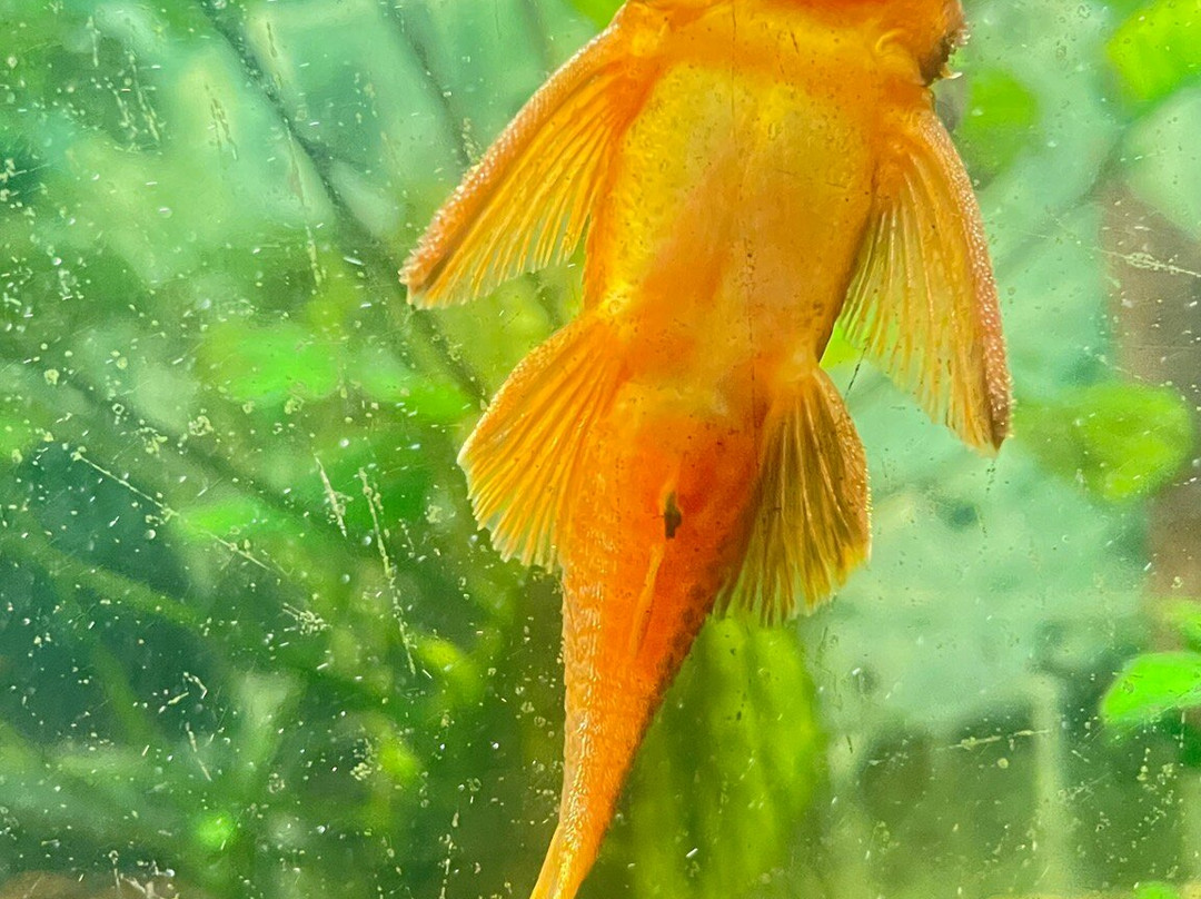 Cercle Aquariophile Du Calaisis-加莱必去景点