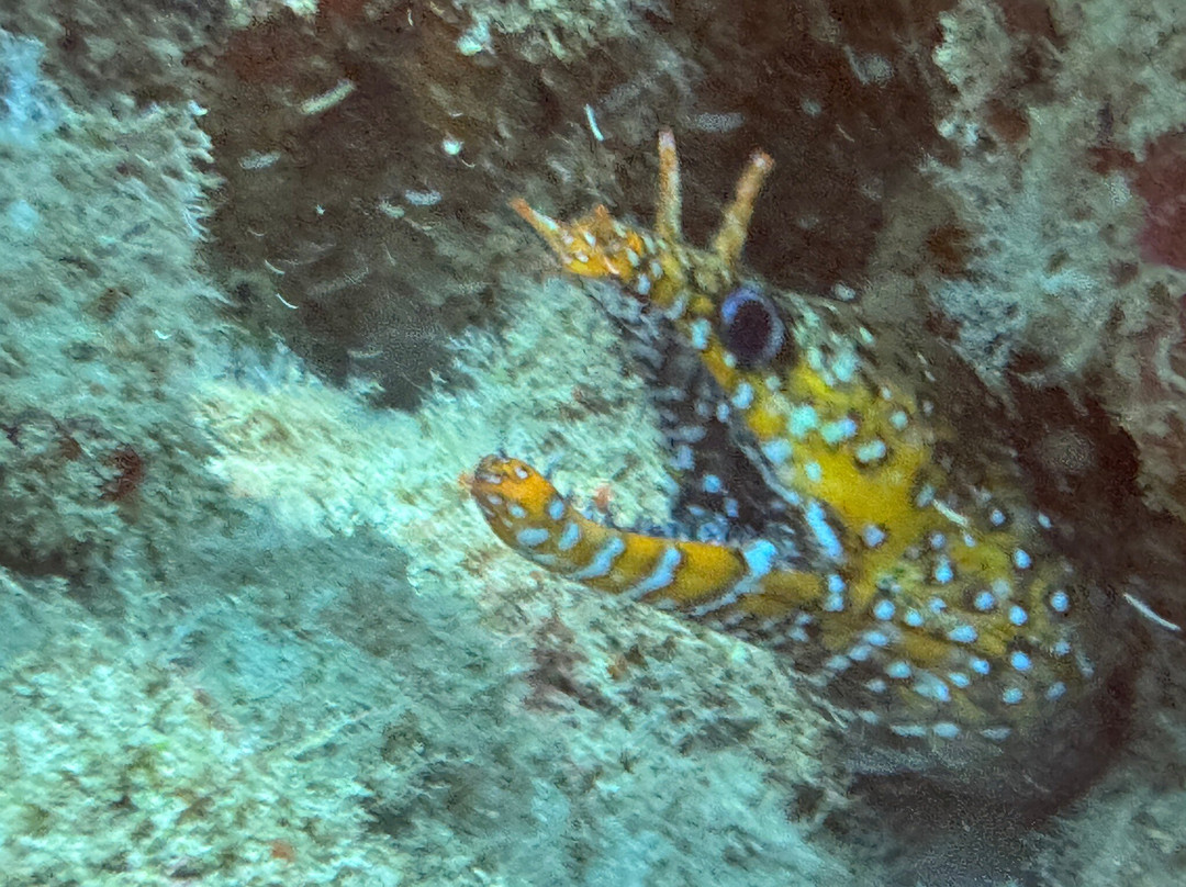 Kauai Scuba Adventures-阿那荷拉必去景点