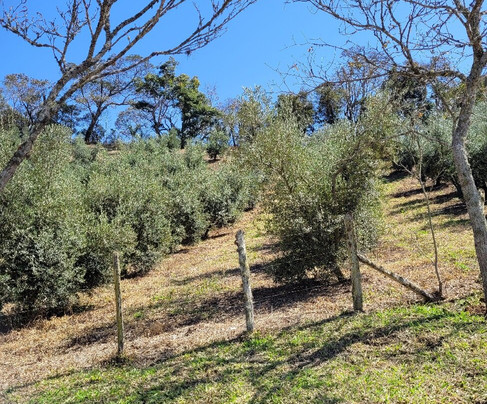 Azeite Sabiá Da Mantiqueira - Fazenda Do Campo Alto-圣安东尼奥杜皮尼亚尔必去景点