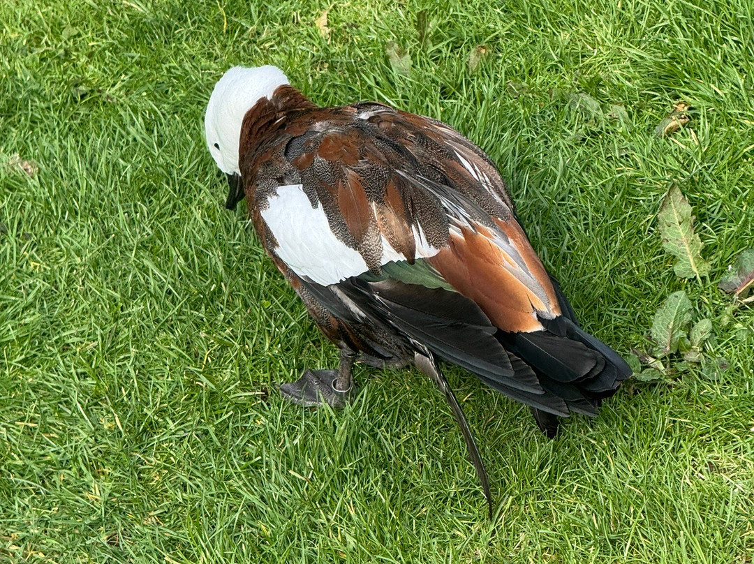Ōtorohanga Kiwi House-奥托罗杭格必去景点