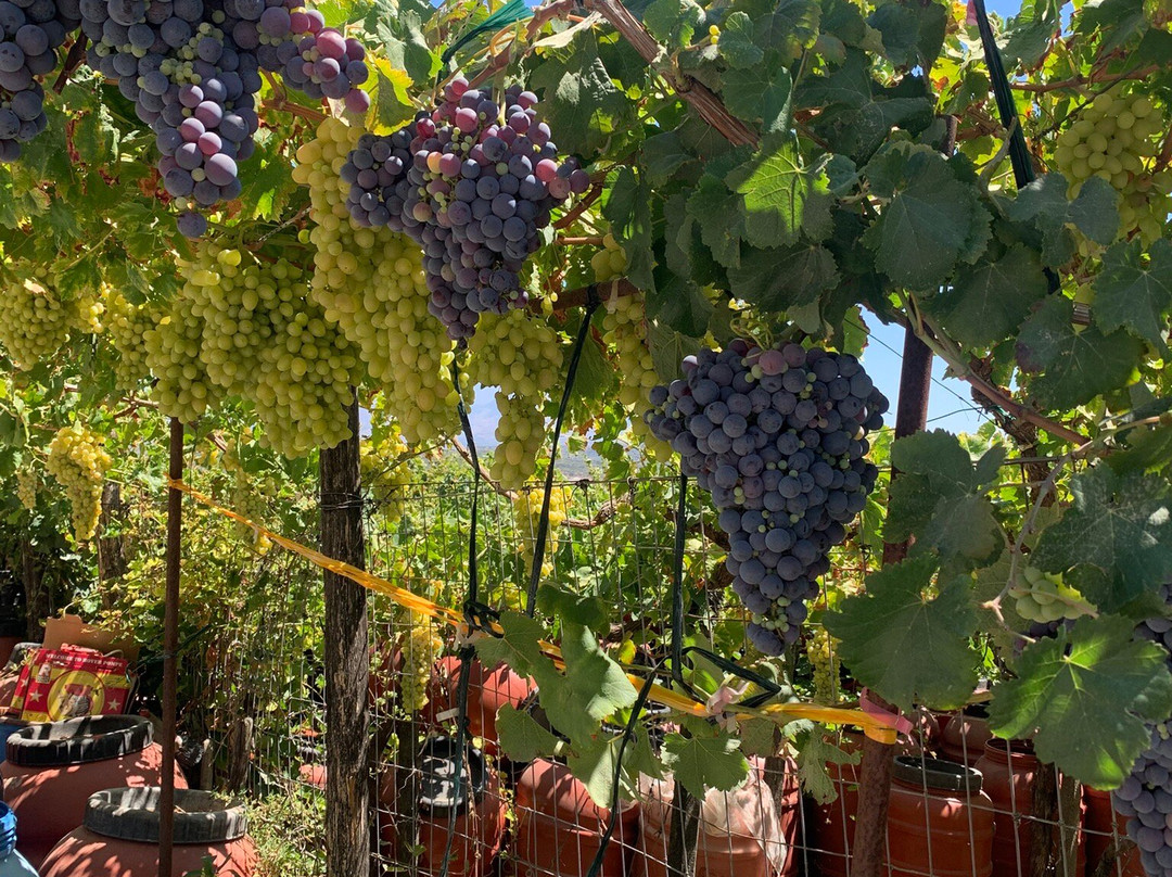 Garakis Winery-Kounavi必去景点