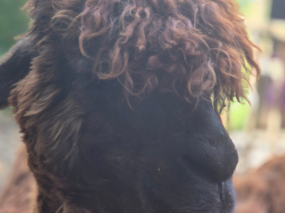 Alpaca Trekking-Wells-next-the-Sea必去景点