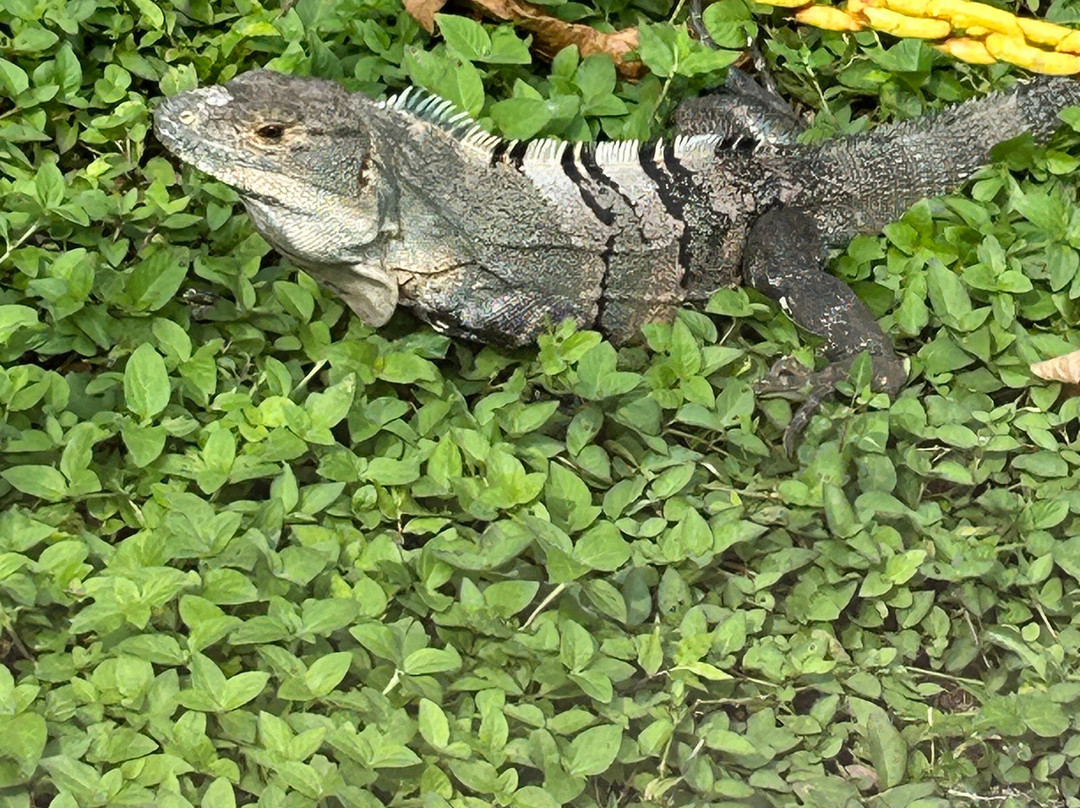 Centro de Rescate Las Pumas-Canas必去景点