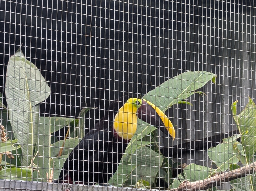 Toucan Rescue Ranch-San Isidro必去景点