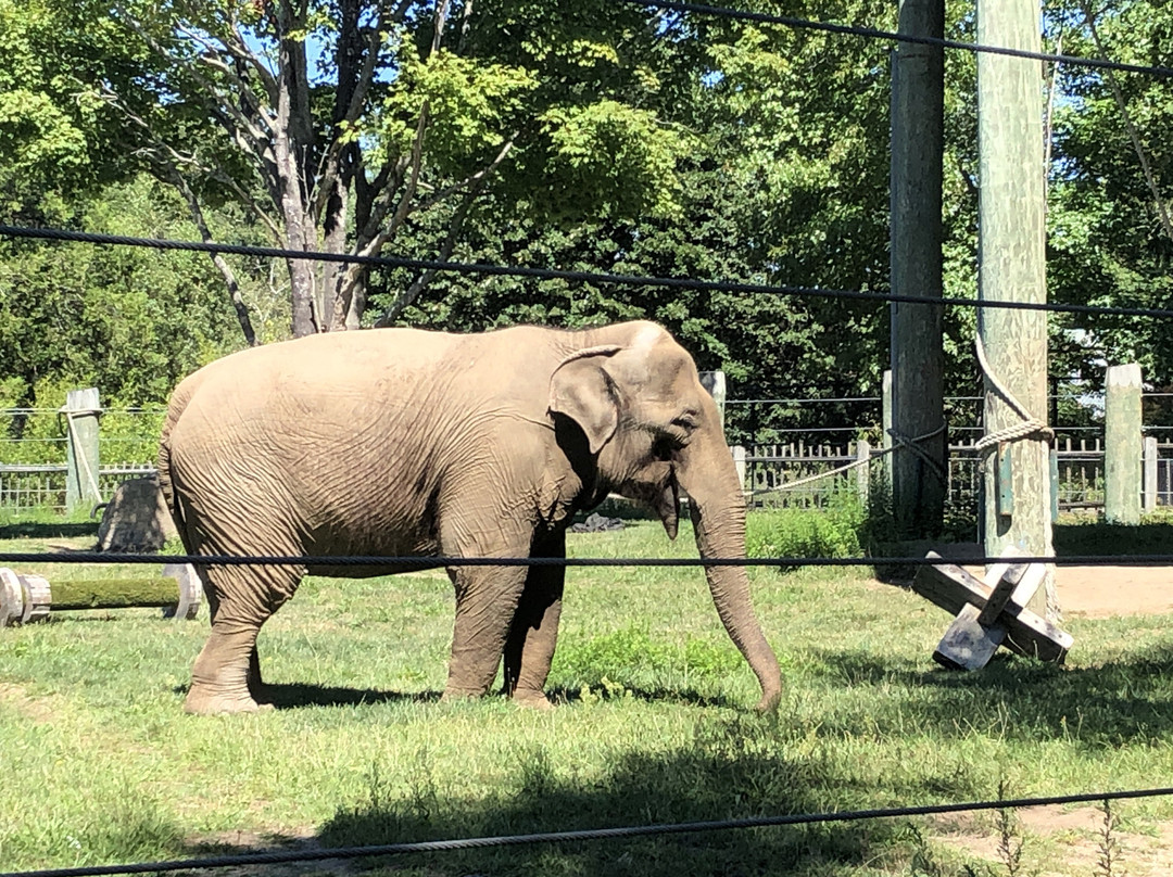 Buttonwood Park Zoo-新贝德福德必去景点