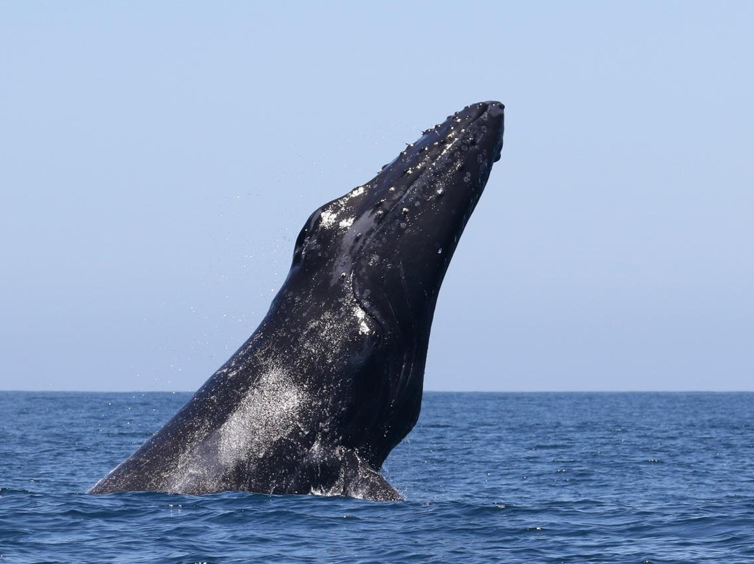 Minke Explorer-Chanaral de Aceituno必去景点