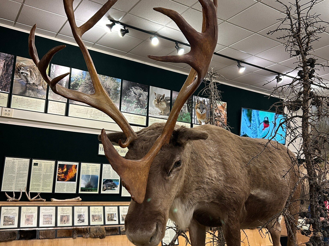 North American Bear Center-伊利必去景点