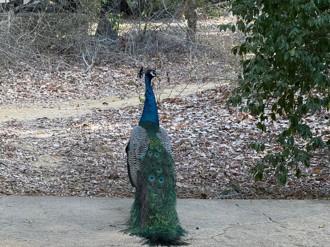 Cinnamon Hotels and Resorts-Yala必去景点