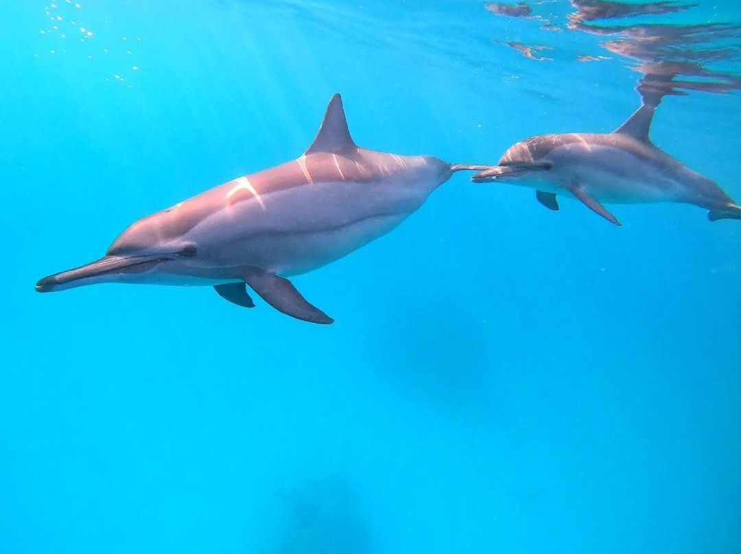 Sataya Dolphin Reef-马萨阿拉姆必去景点