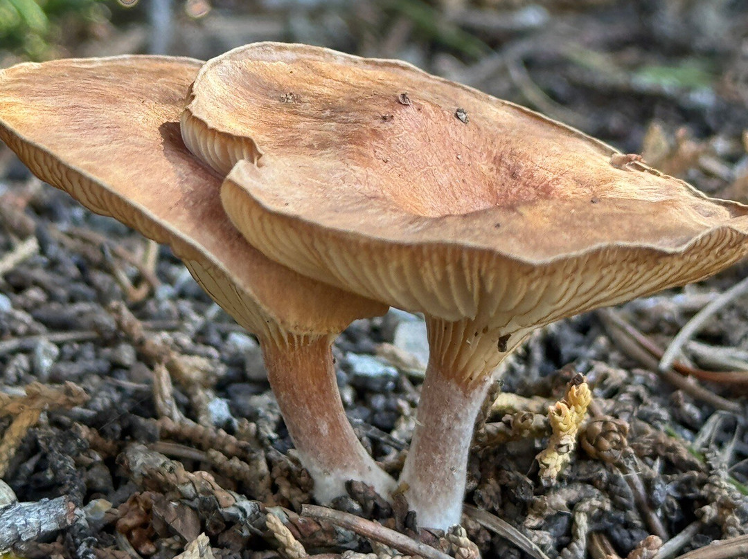 Wildlife West Nature Park-Edgewood必去景点