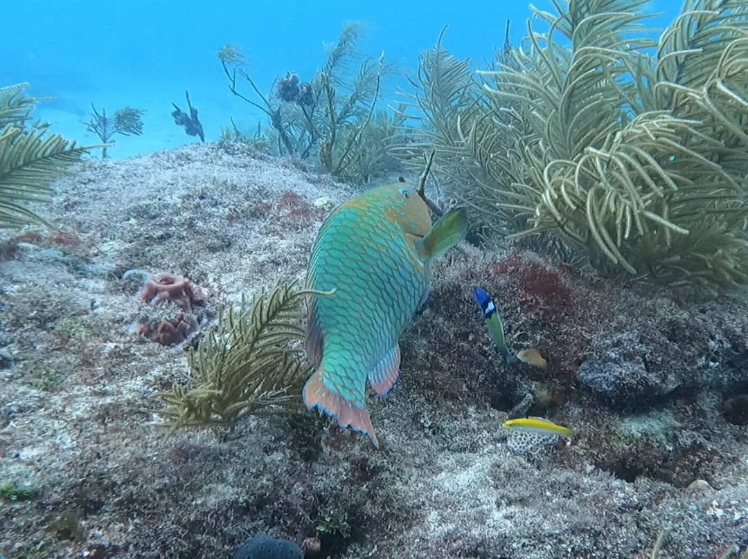 Looe Key Dive Center-Ramrod Key必去景点