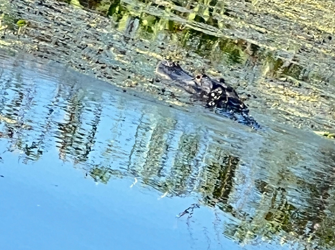 Tom and Jerry's Airboat Rides-Lake Panasoffkee必去景点