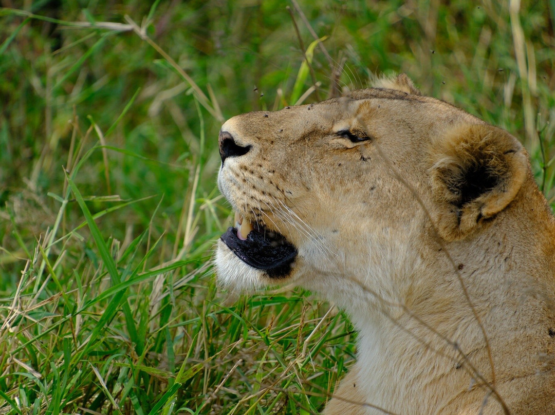 Bongo Plan-Dar es Salaam必去景点