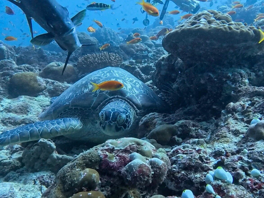 Dharavandhoo Divers-Dharavandhoo必去景点