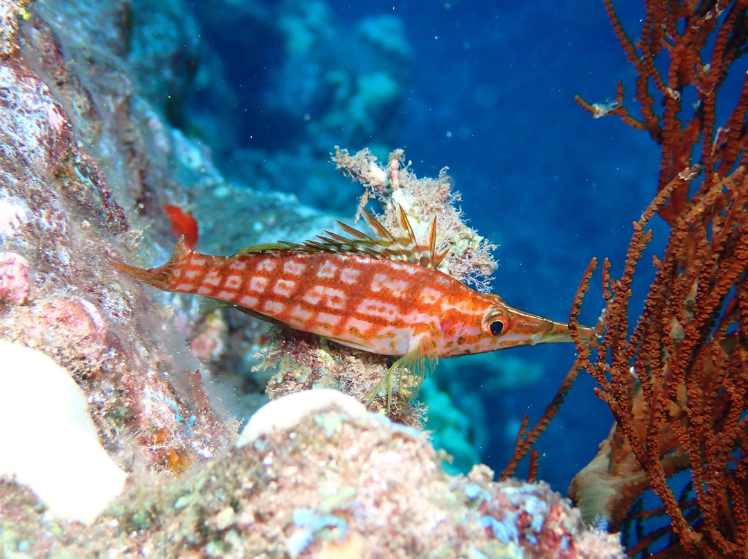 Maui Diamond Sea Sports-玛阿拉也亚必去景点