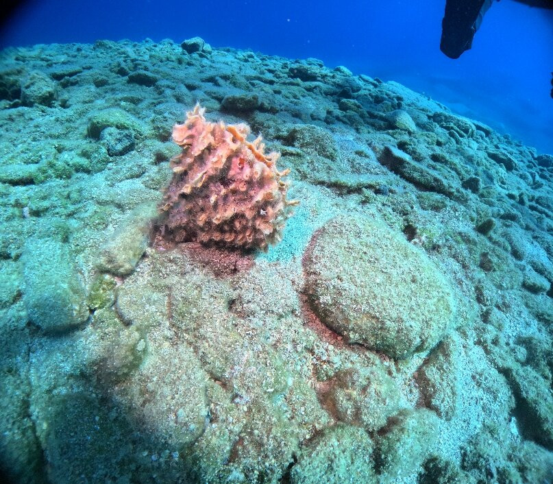 Diver's Club Crete-阿希亚贝拉希亚必去景点