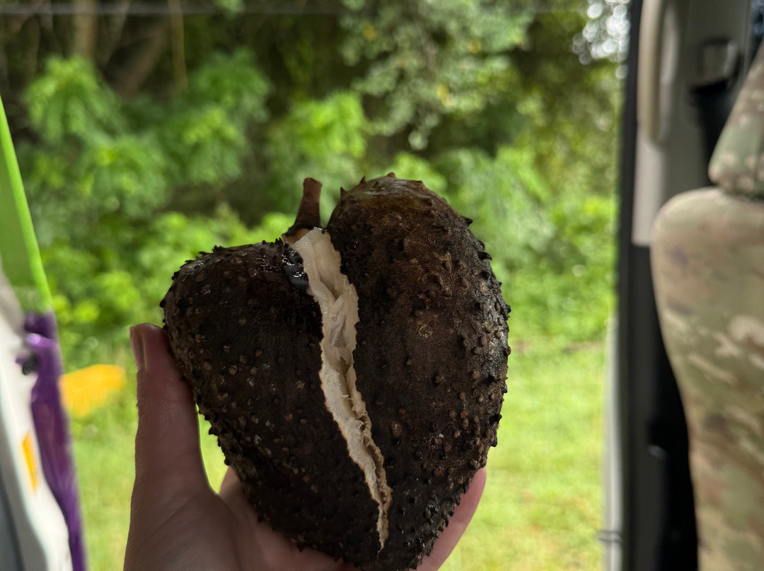 Joyce Unlimited Tours-内格里尔必去景点