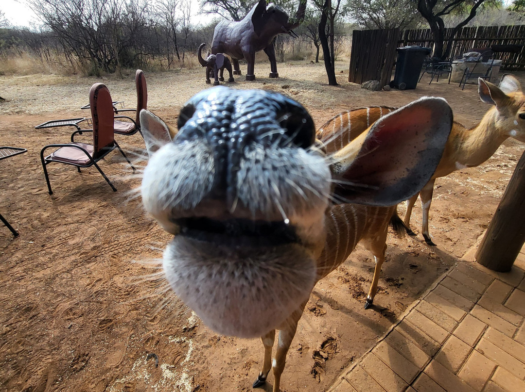 Sondela Nature Reserve Accommodation主图