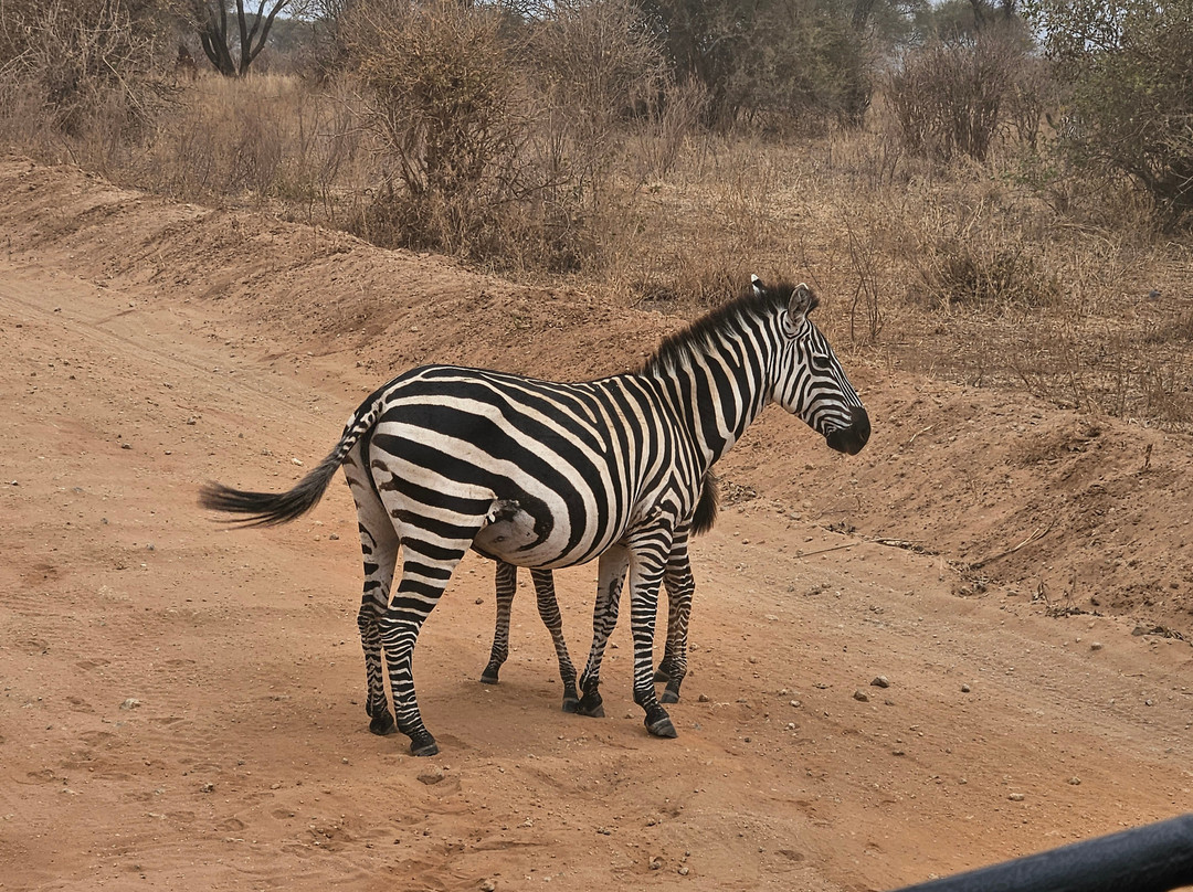 Papagei Tours And Safaris-阿鲁沙必去景点