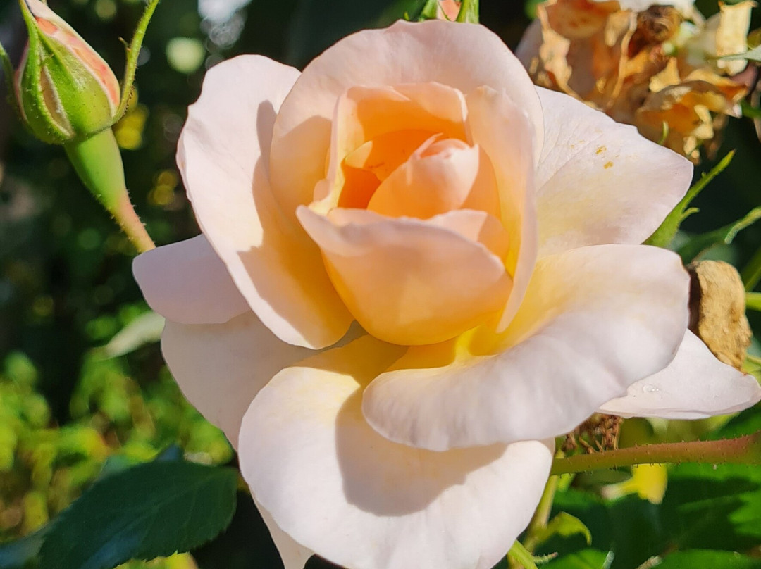 皇家花园-汉诺威必去景点