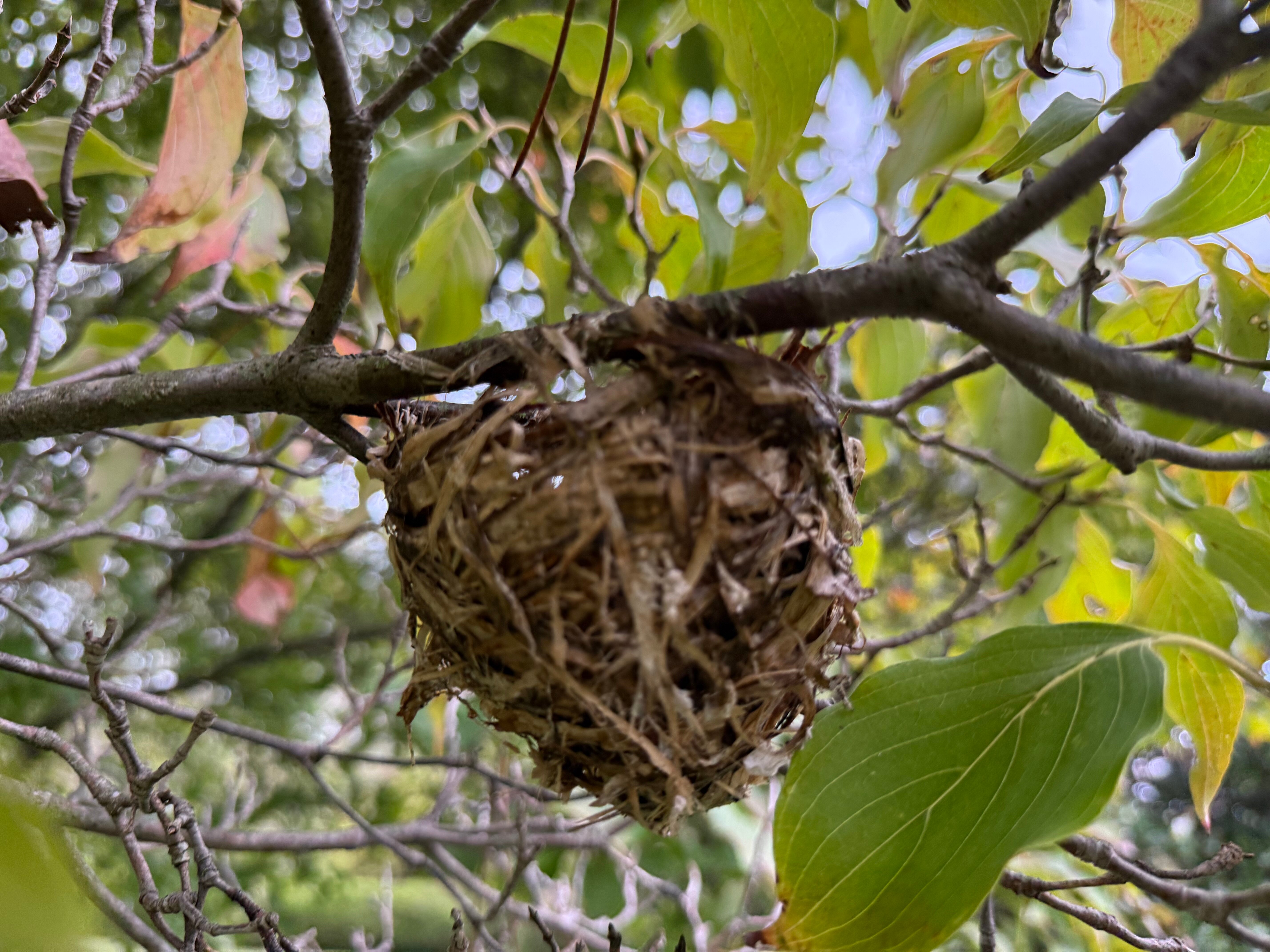 The Hummingbird Inn-官方
