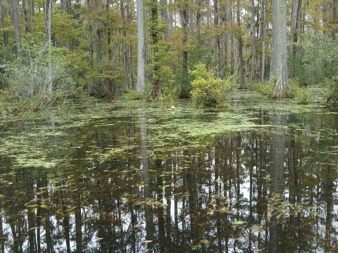 Cypress Gardens-蒙克斯科纳必去景点