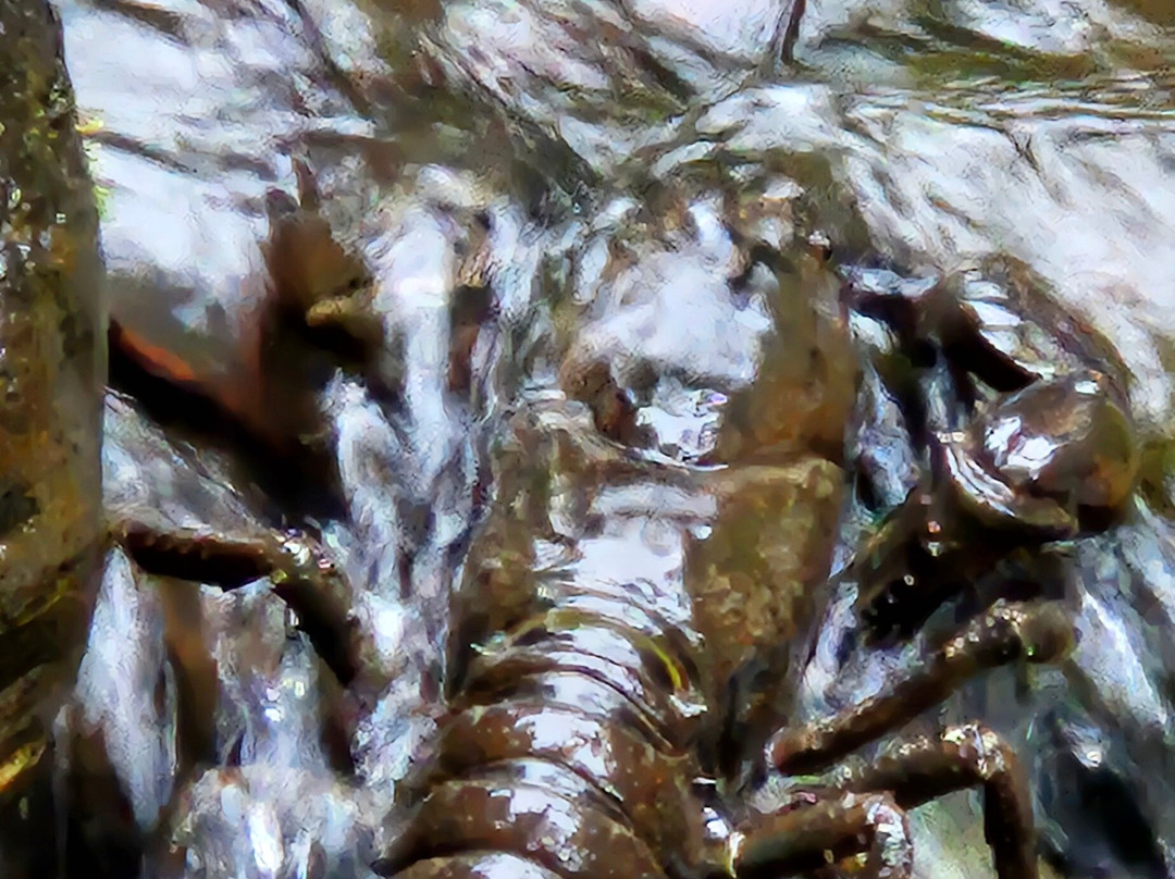 Lilydale Falls-Lilydale必去景点