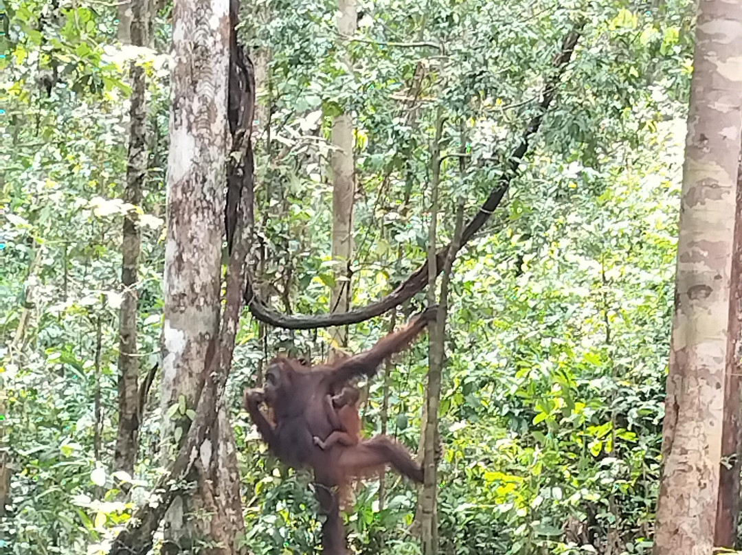 Guia En Borneo-Pangkalan Bun必去景点