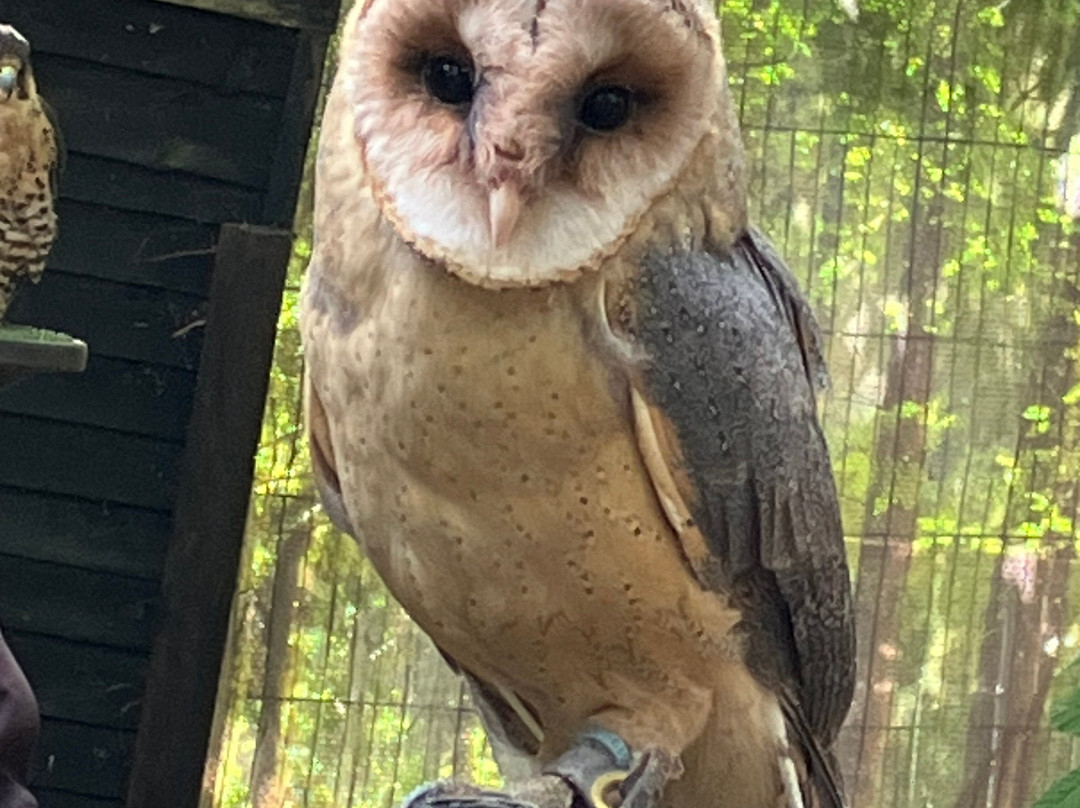 Kent Owl Academy-梅德斯通必去景点