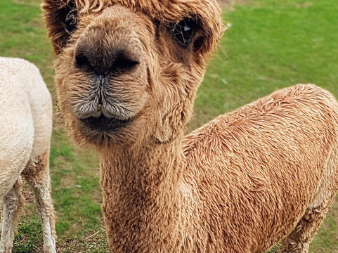 Chapel Ground Alpacas-Cleeve必去景点