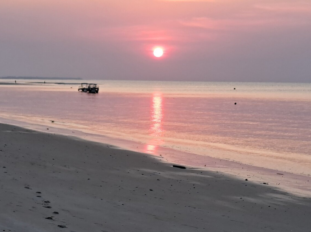 Afro Whale Shark Safari-马菲亚岛必去景点