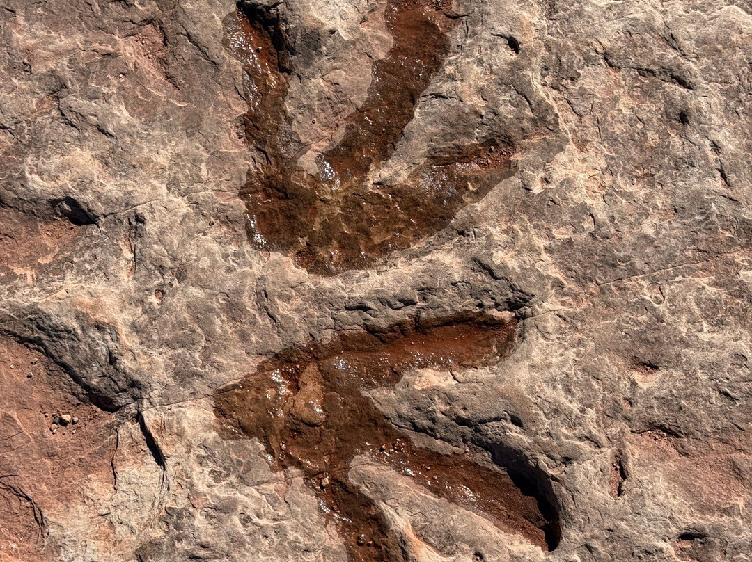 Dinosaur Tracks-蒂巴城必去景点