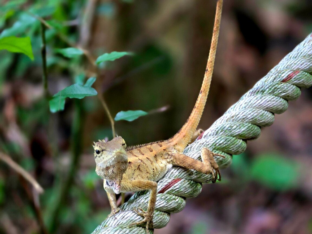 Khao Lak-Lam Ru National Park-Khuekkhak必去景点