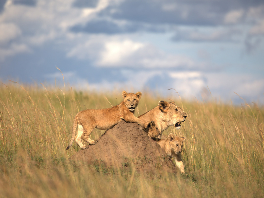 Cheetah Safaris-内罗毕必去景点