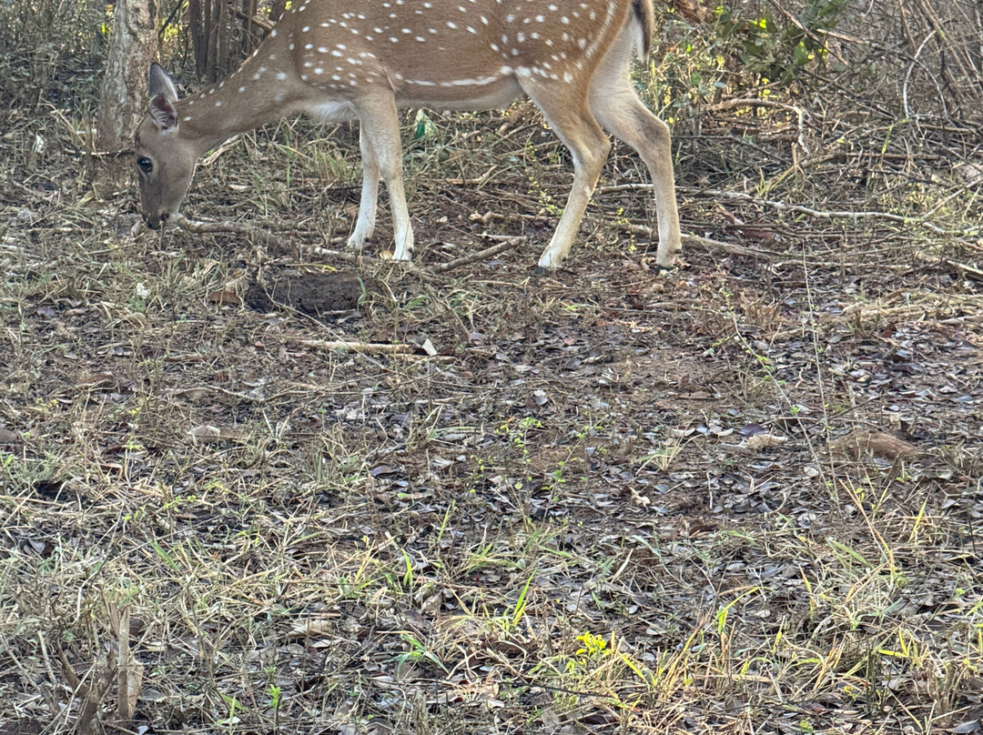 Yala Kings Safari-蒂瑟默哈拉默必去景点