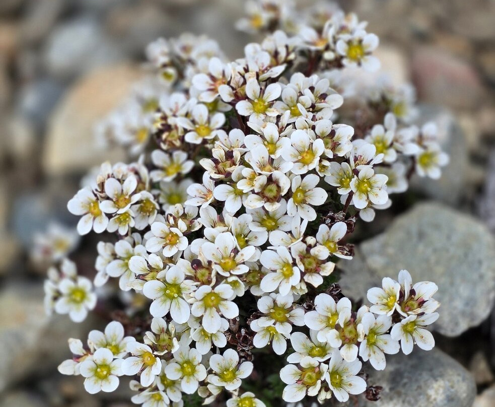 Tour Rupestre Patagonia-纳塔莱斯港必去景点