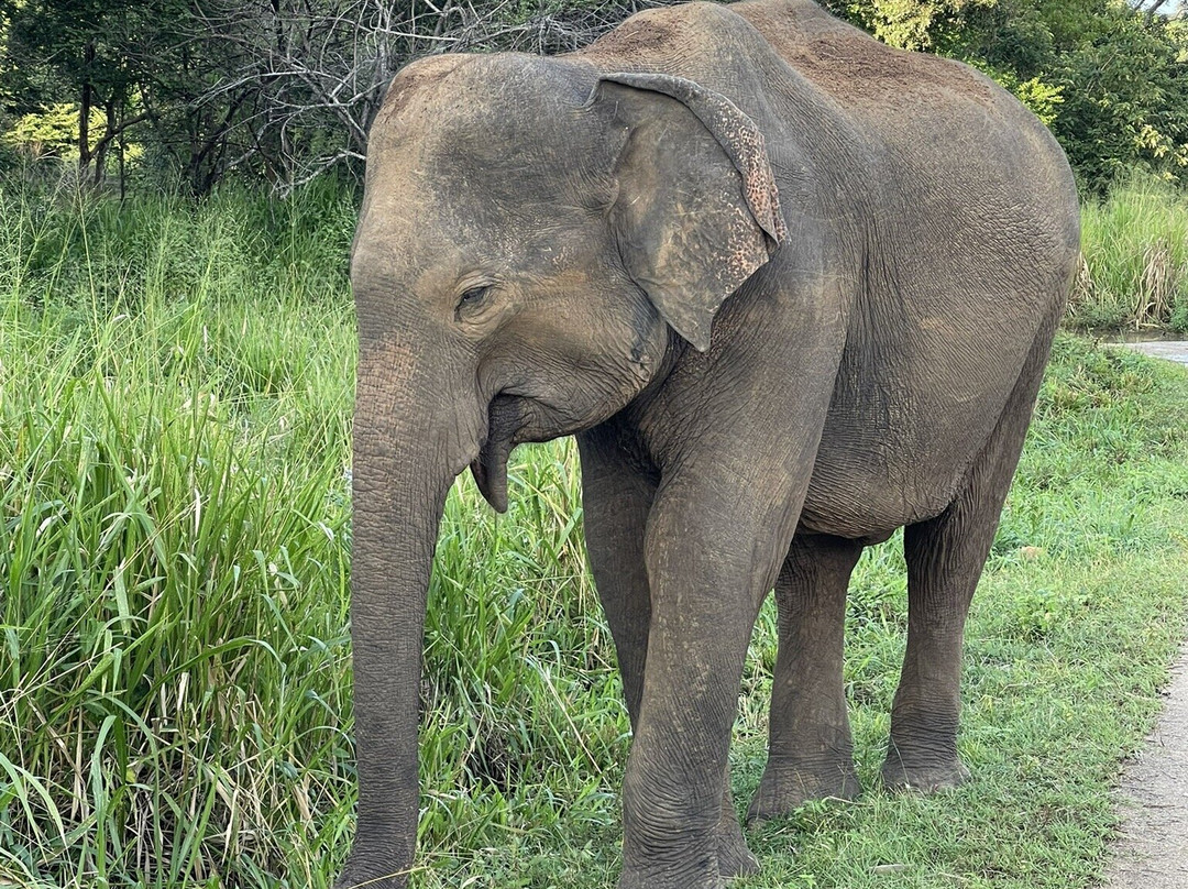 Southern Holiday Tours-美蕊沙必去景点