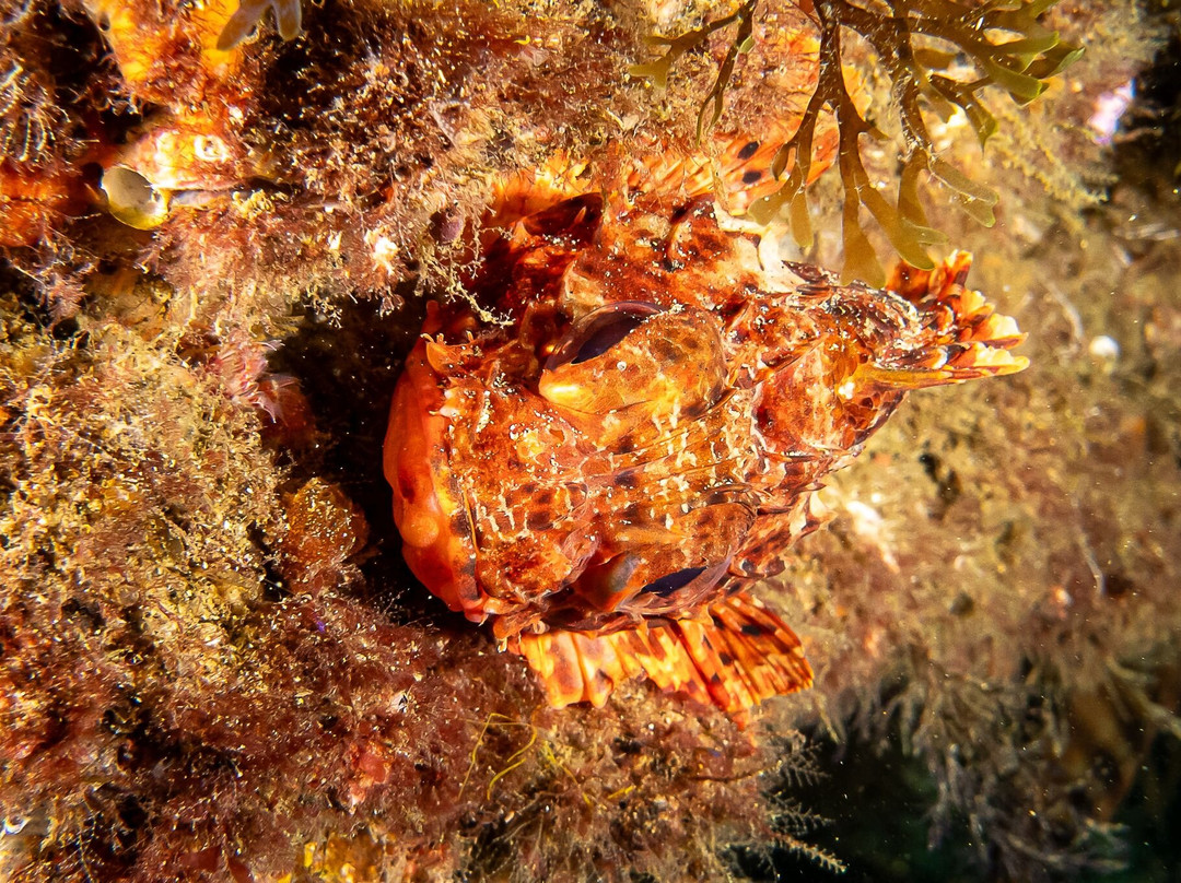 Diving With Nic-米哈斯必去景点
